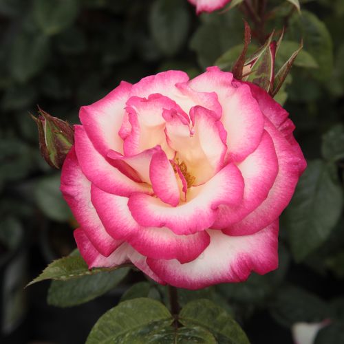 Vendita, rose rose climber - rosa - bianco - Rosa Harlekin® - rosa mediamente profumata - Reimer Kordes - Rosa rampicante con petali di color bianco, ciclamino . In media cresce fino a 50 cm, quindi può arrampicarsi anche su muri, cancelli e pilastri.